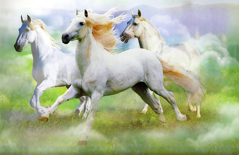 Andalusian Stallions, Andalusians, Horses, White Horses, Stallions, HD wallpaper