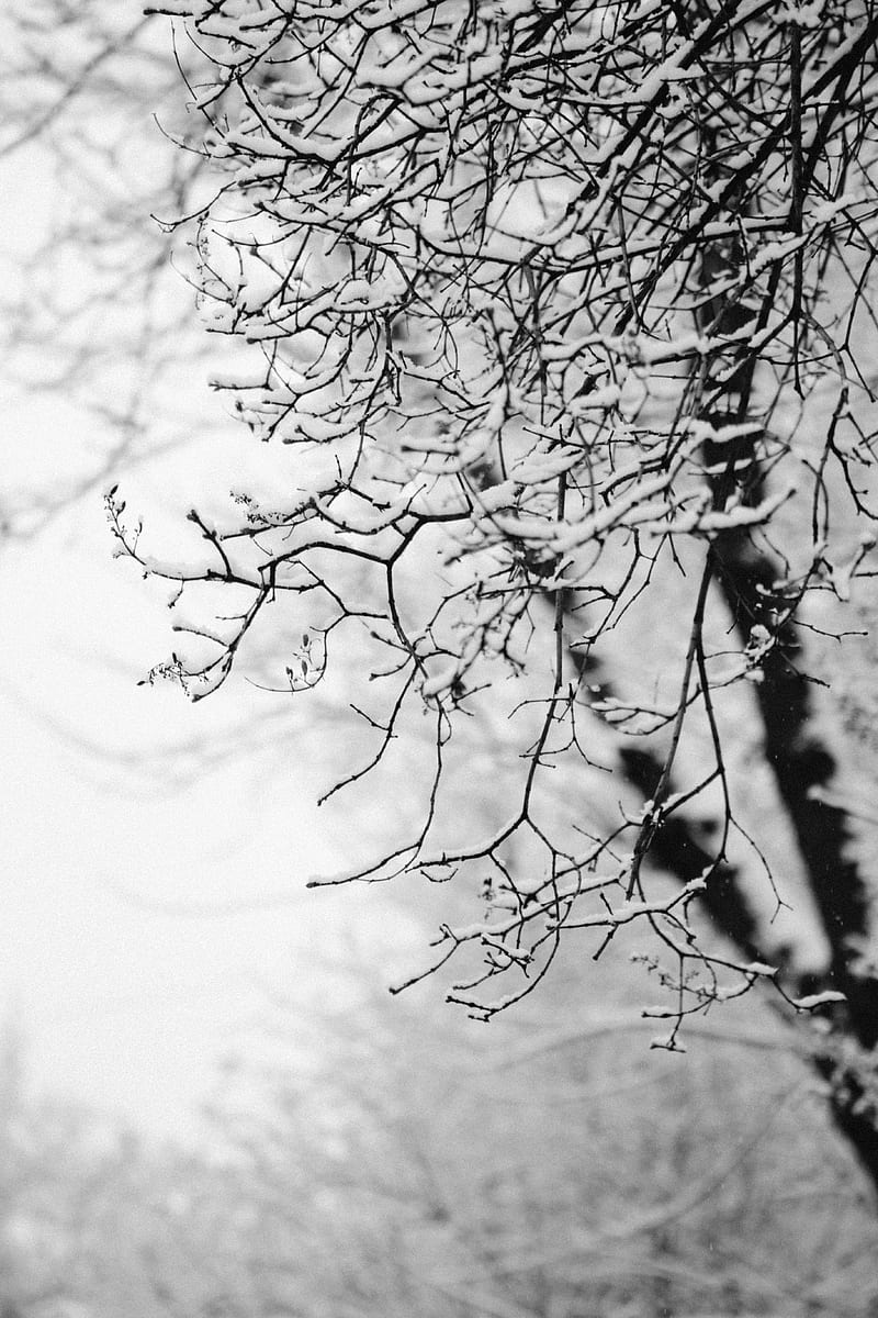 tree, branch, snow, bw, HD phone wallpaper