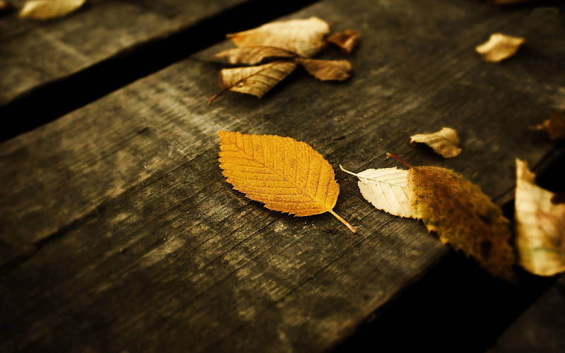 Autumn leaves-Golden autumn landscape, HD wallpaper