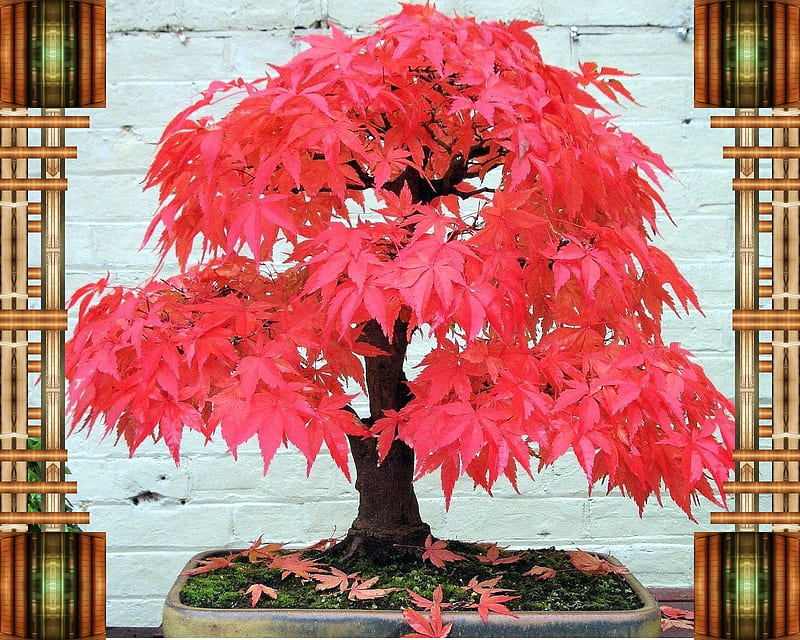 Japanese Red Maple, bonsai, theme, HD wallpaper