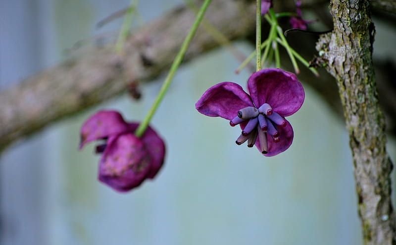 Hanging Purple Flower Ultra, Nature, Flowers, HD wallpaper