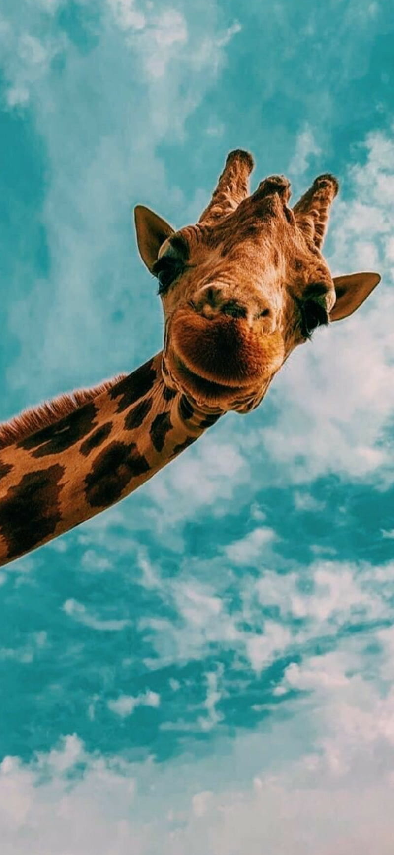 Giraffe, safari, funny, HD phone wallpaper
