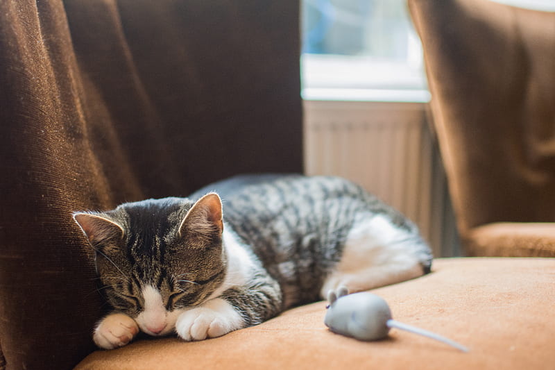 silver tabby cat lying on chair, HD wallpaper