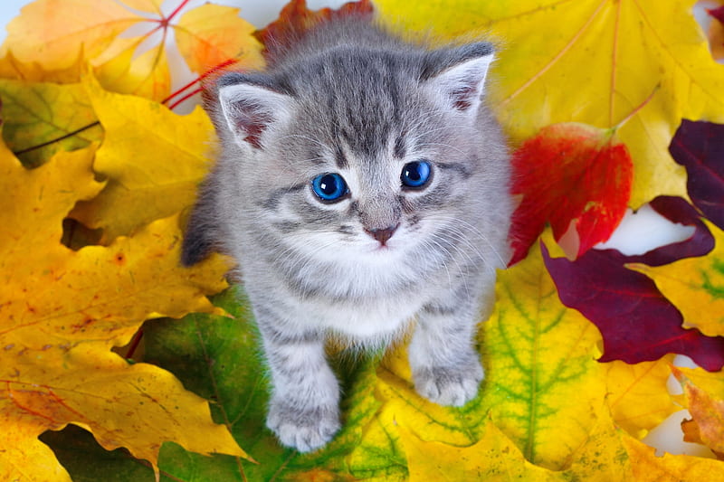Kitty sitting on yellow leaves, fall, autumn, little, yellow, adorable, foliage, sweet, cute, sit, leaves, gris, Kitty, HD wallpaper