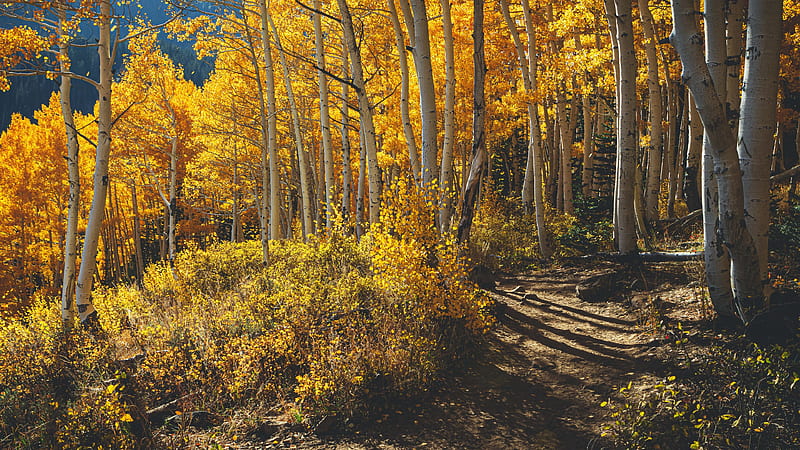 Through the trees, Empire Pass, Utah, colors, autumn, leaves, usa, HD wallpaper