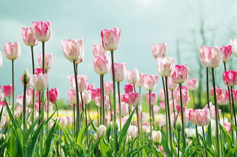 Pink Tulips, outdoor nature, macro, flowers, nature, tulips, cosmos, pink, field, HD wallpaper