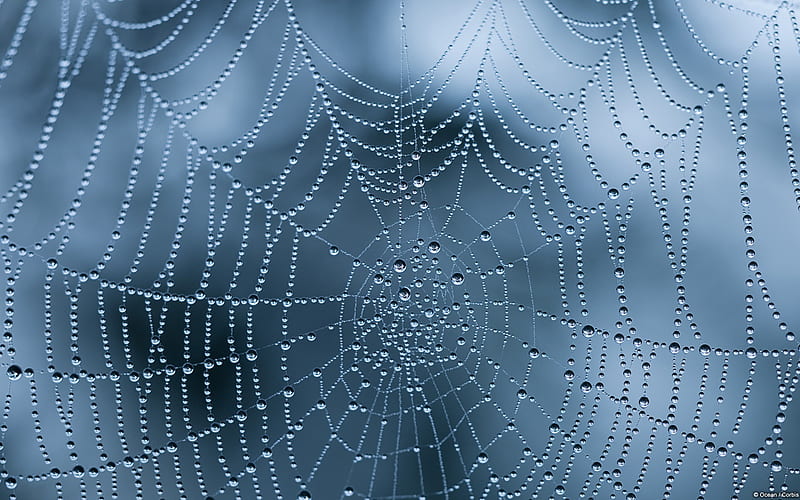 Round cobweb-Windows, HD wallpaper