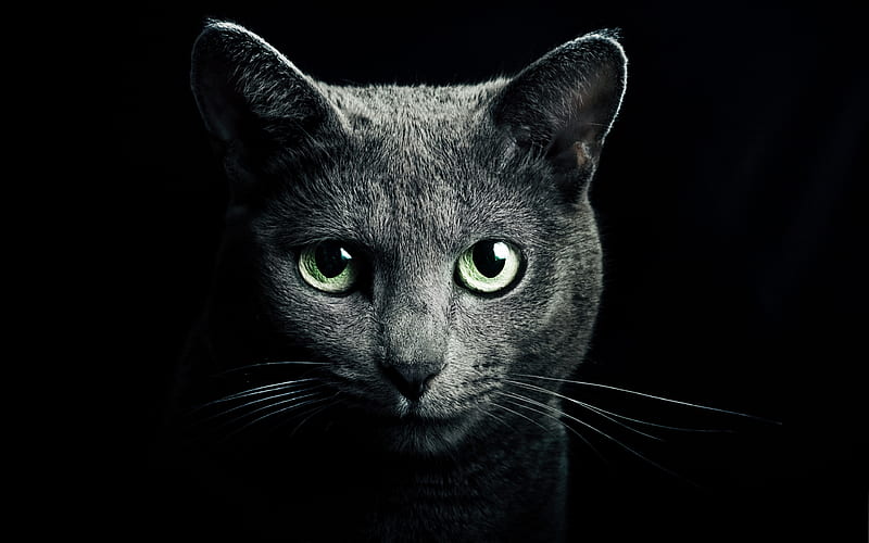 Russian Blue Cat pets, muzzle, green eyes, cats, Russian Blue, HD wallpaper