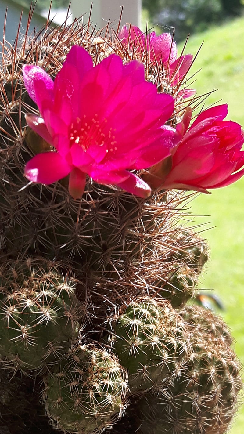 Cactus flower, desert, flowers, nature, plant, red, succulent, HD phone wallpaper