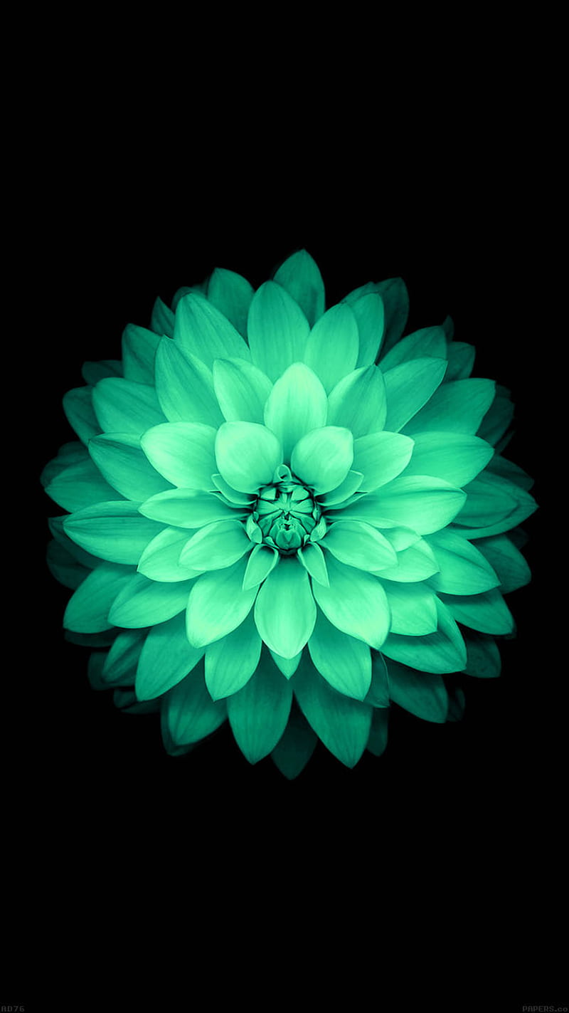 iOS 8 Green Flower, apple, flowers lotus, original, plus, HD phone wallpaper