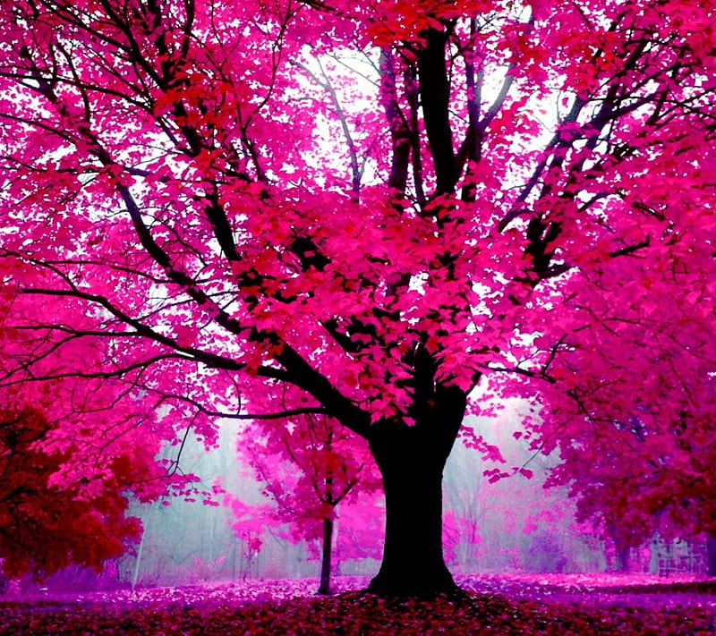 Pink Autumn Tree, look, nice, HD wallpaper