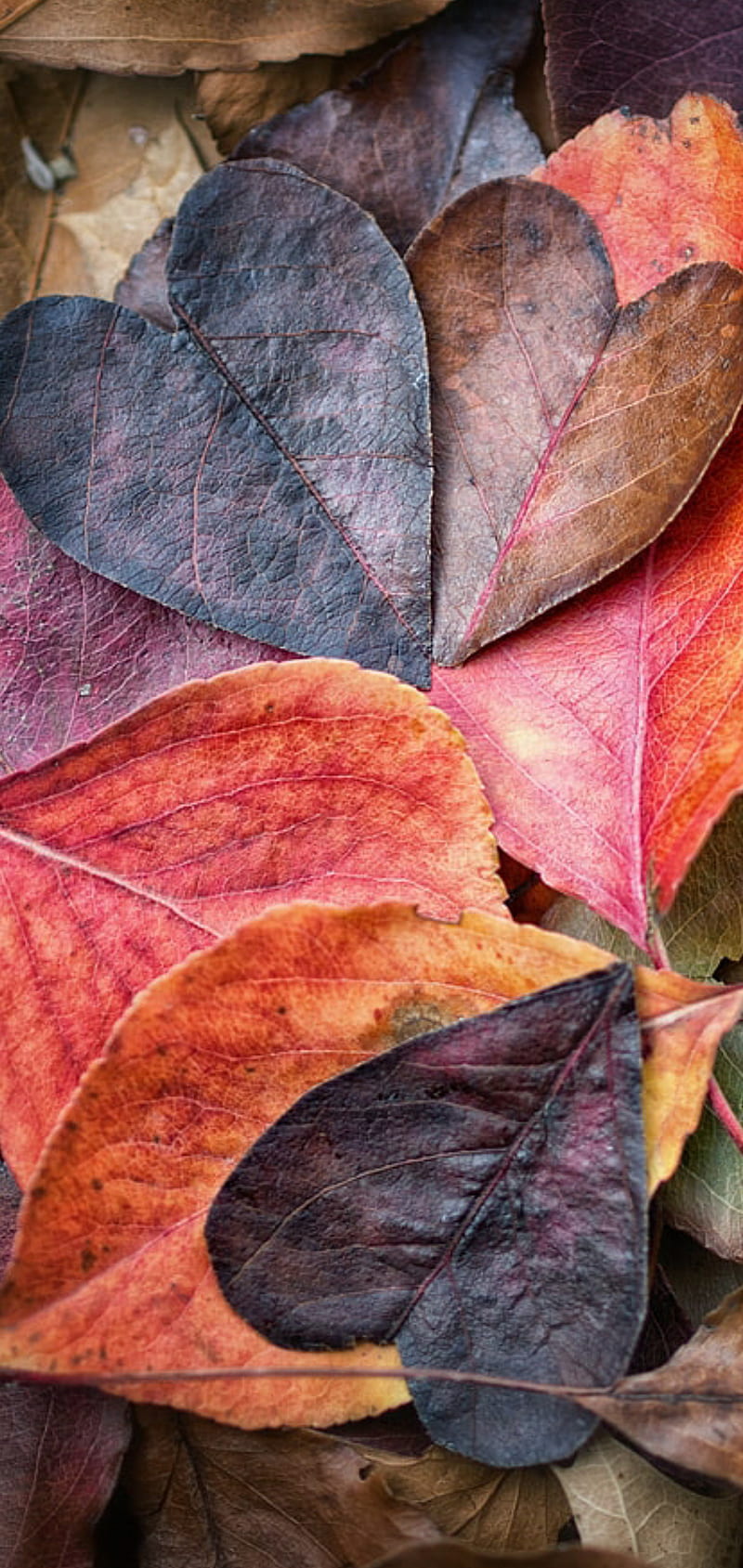 Lovely, leaves, love, autumn, leaf, HD phone wallpaper
