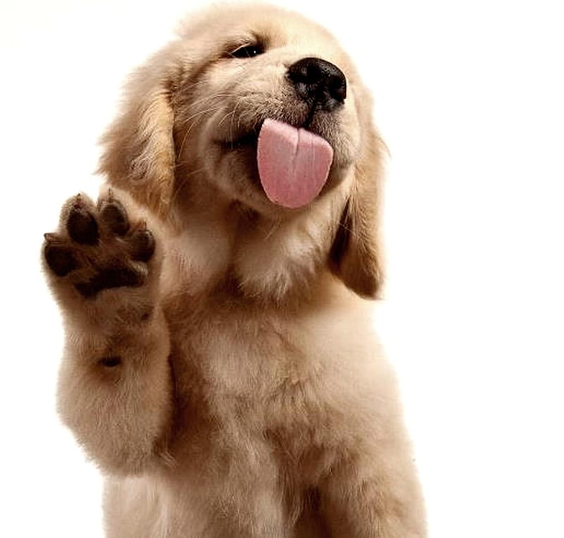 Kiss, paw, caine, tongue, animal, cute, funny, white, pink, dog, puppy, HD wallpaper