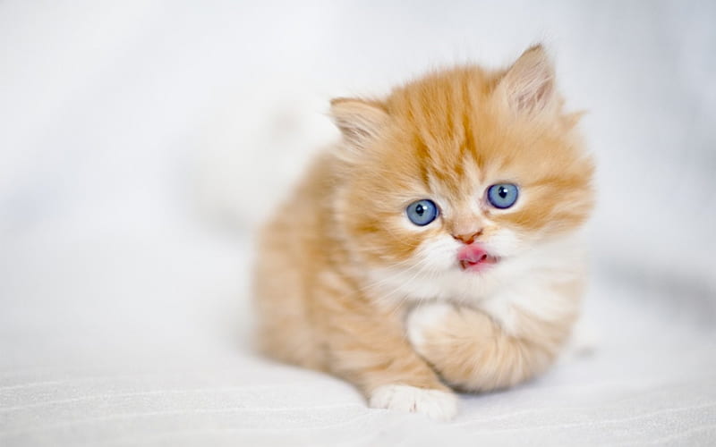 pale ginger cat with blue eyes