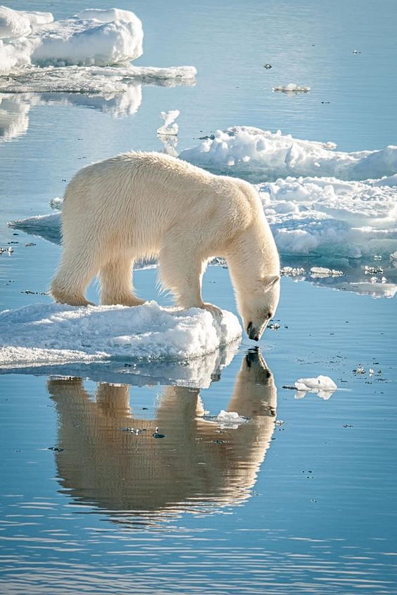 polar bear, alaska, HD phone wallpaper