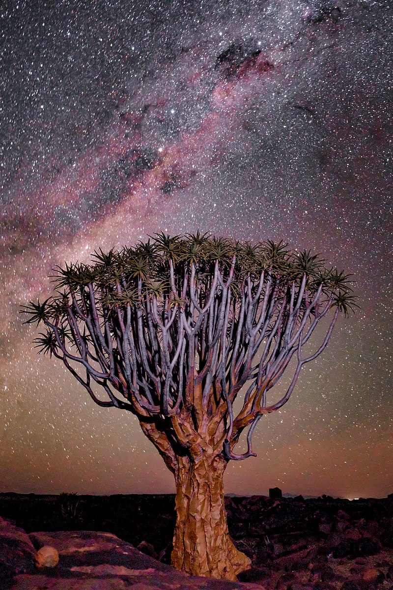 tree, night, starry sky, desert, africa, HD phone wallpaper
