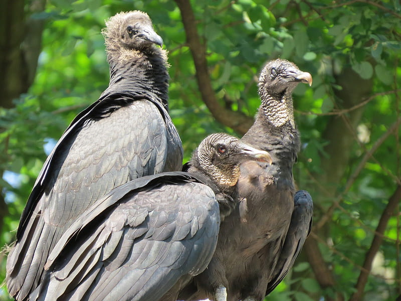 Princeton Nature Notes: Black Vultures Close Up-A hoot and Princeton History, HD wallpaper