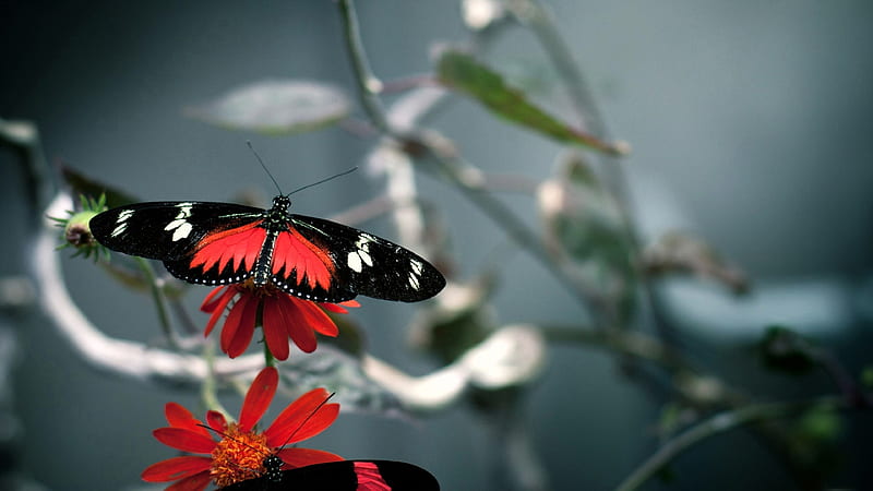 Beautiful Black And Red Butterfly Butterfly, HD wallpaper