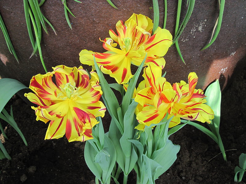 Spring symbol of rebirth 46, Tulips, graphy, green, orange, yellow ...