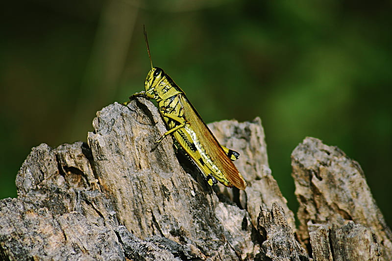 green and brown grasshopper, HD wallpaper