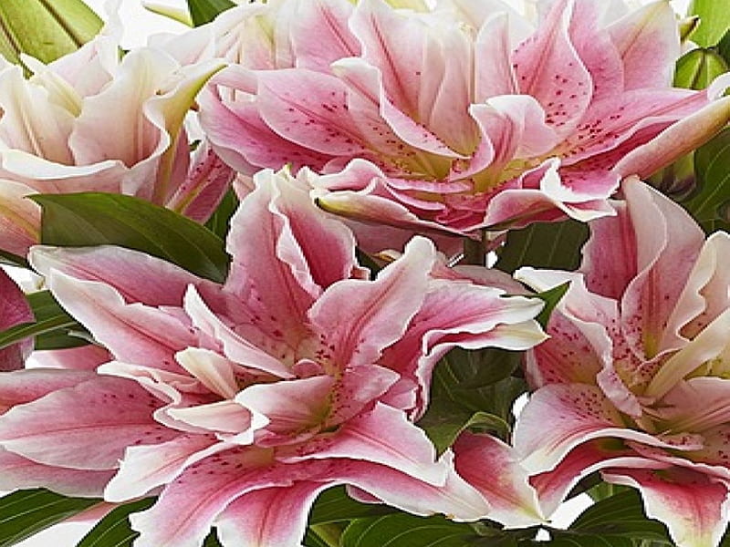 Double Bloom Lilies, lilies, flowers, bloom, pink, HD wallpaper