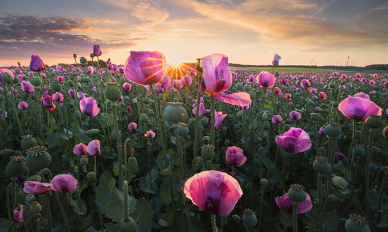 Flowers, Poppy, Field, Pink Flower, Sunrise, Sunset, HD wallpaper