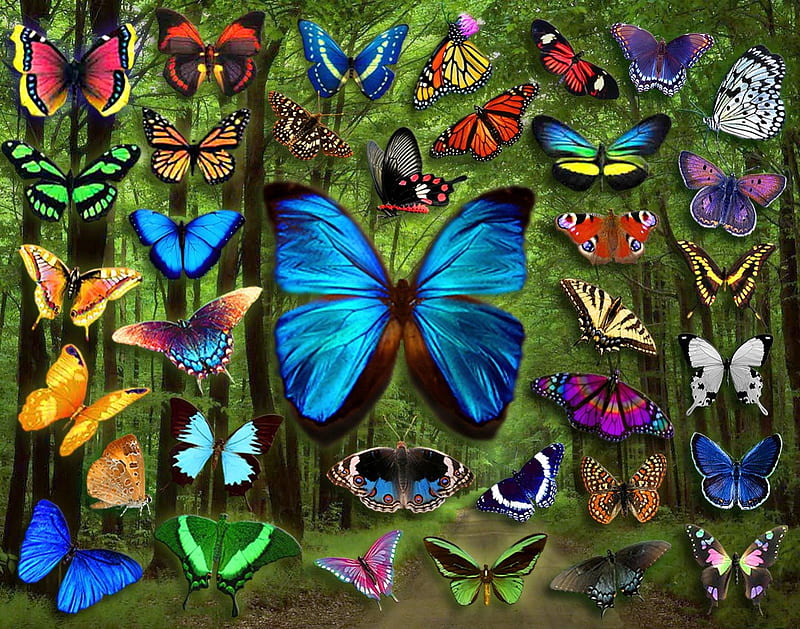 B U T T E R F L I E S, wings, colors, beauty, butterflies, many, HD wallpaper