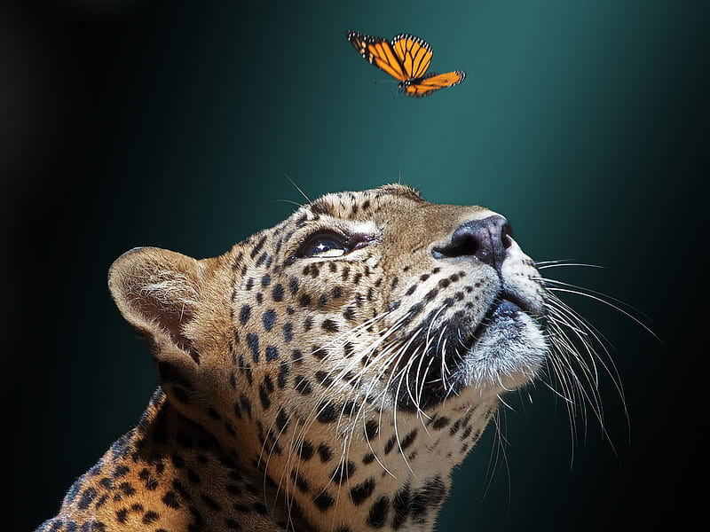 Cats, Jaguar, Big Cat, Butterfly, Muzzle, predator (Animal), HD wallpaper