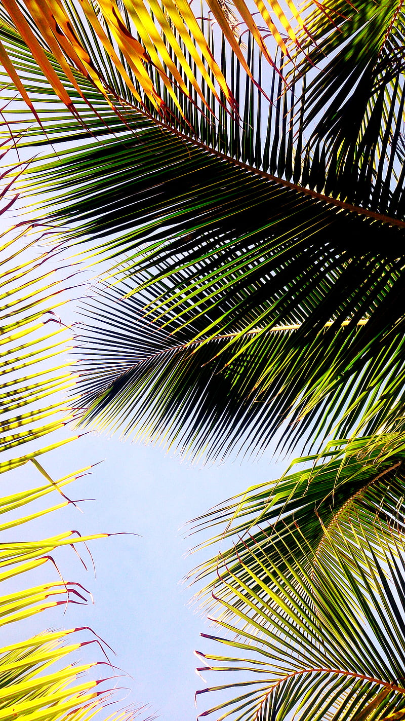 Palm tree, coconut, tropical, palms, palm leaves, HD phone wallpaper