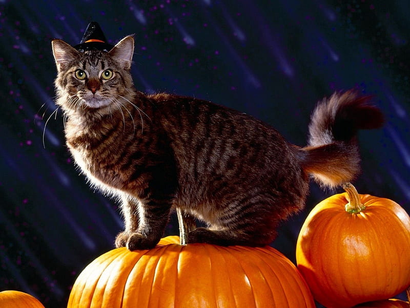 Halloween Cat, pretty, wonderful, stunning, marvellous, halloween, bonito, adorable sweet, nice, outstanding samhain, super, amazing, fantastic, kitty, kittens, cat, hat, cute, skyphoenixx1, awesome, great, cats, kitten, pumpkins, HD wallpaper