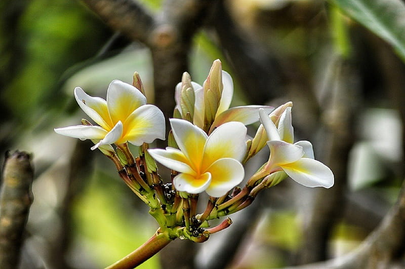 Spring, pretty, lovely, greenery, scent, bonito, fragrance, tree, nice ...