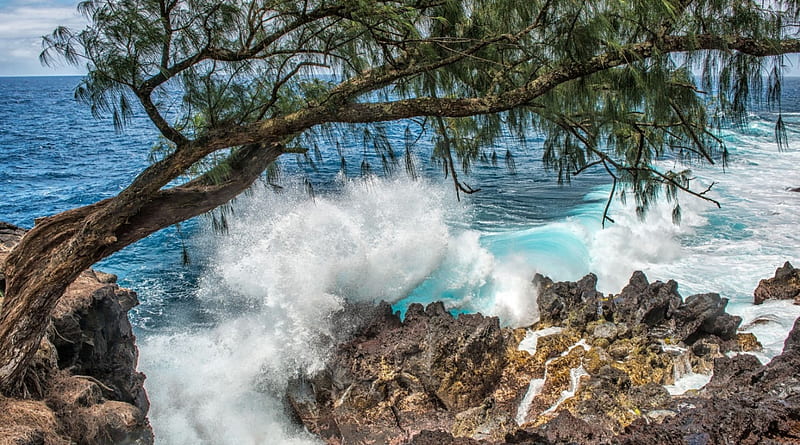 lava rocks on a gorgeous hawaiian seashore, rocks, tree, shore, waves, sea, HD wallpaper