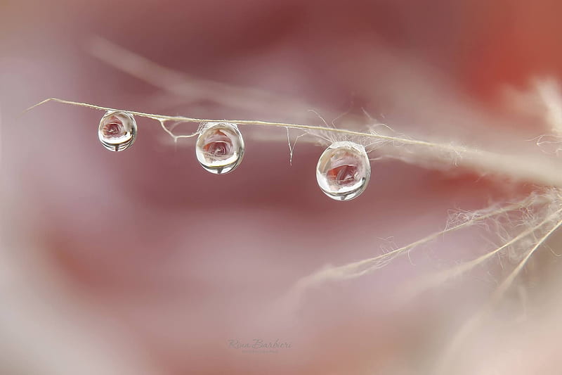 Water drops by Rina Barbieri, seed, dandelion, water, rina barbieri, drop, macro, drops, pink, HD wallpaper
