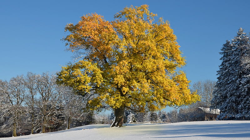 Snow in Late Autumn, tree, cabin, winter, landscape, HD wallpaper
