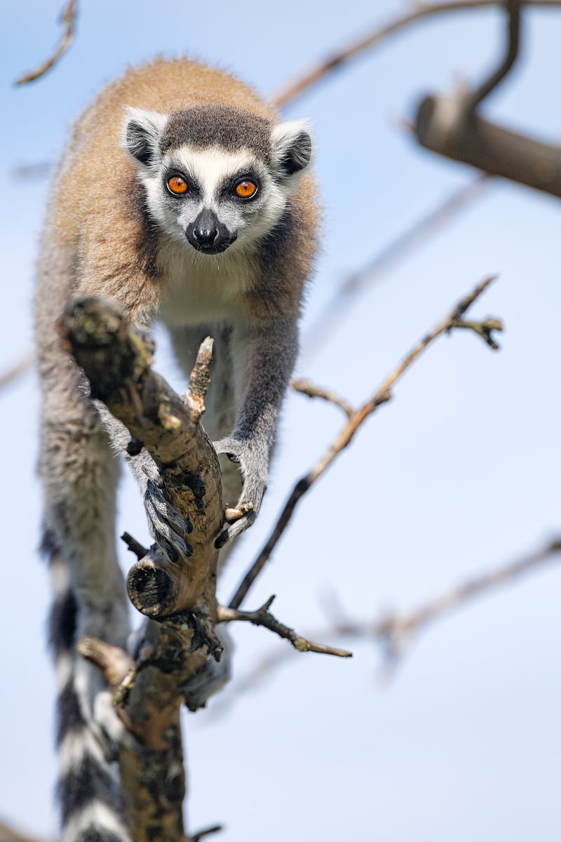 lemur, animal, funny, tree, HD phone wallpaper