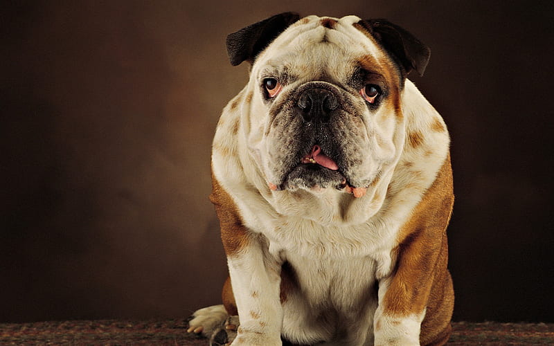 American bulldog, big dog, pets, brown white bulldog, dogs, HD wallpaper