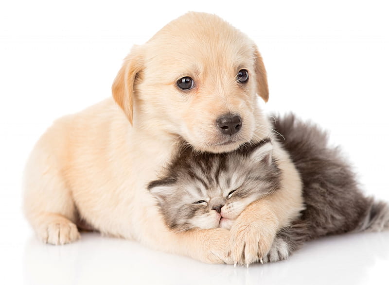 I love you, kitty!, paw, caine, animal, cute, pet, hug, kitten, couple,  pisica, HD wallpaper | Peakpx