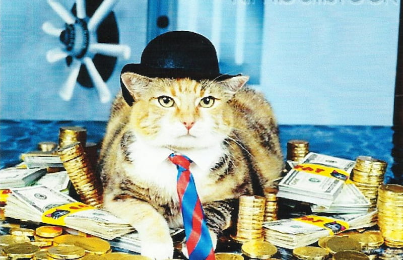 A calico cat in a hat, calico, money, tie, cat, hat, HD wallpaper