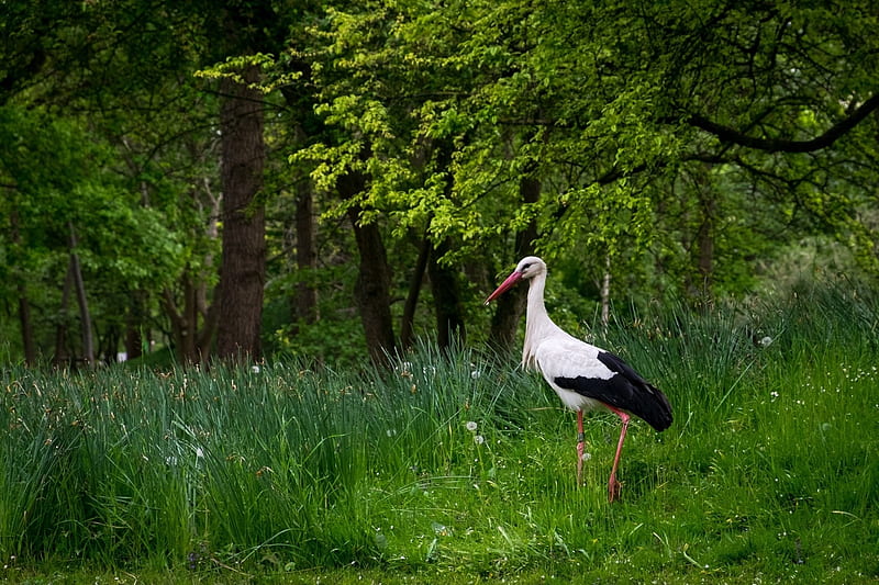 White-stork, bird, White, stork, nature, animal, HD wallpaper