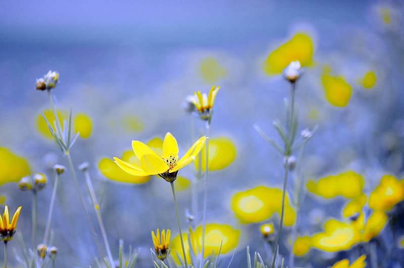 Nature, Flowers, Flower, , Yellow Flower, HD wallpaper | Peakpx