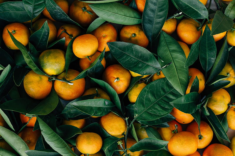 citrus, oranges, mandarin, fruits, leaves, Food, HD wallpaper