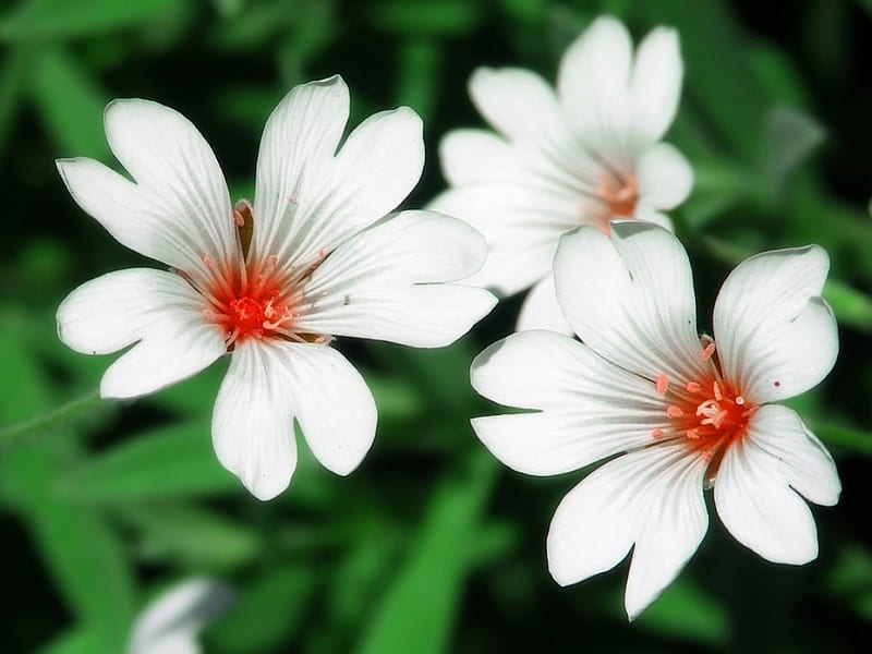 White flower , exotic, fresh, bonito, cool, green, plants, flowers, nature, white, HD wallpaper
