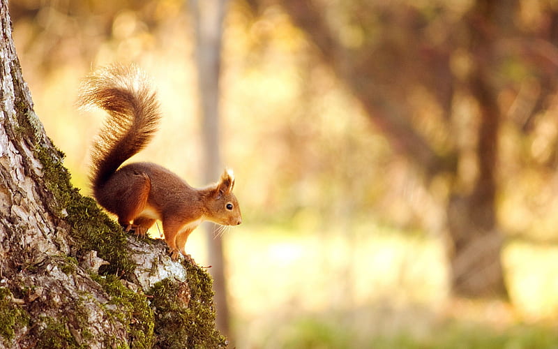 Right Before Winter, ledge, squirrel, looking, winter, HD wallpaper