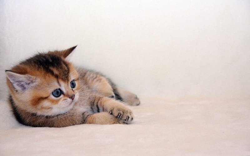 Innocent kitten, cute, innocent, cat, kitten, HD wallpaper | Peakpx
