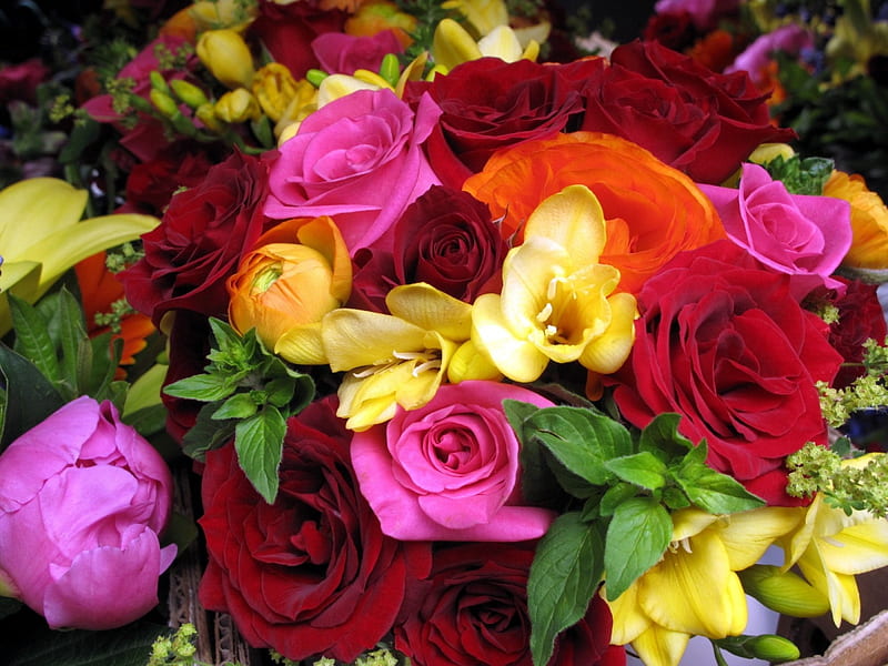 sias and roses, red, rose, yellow, carpet, sia, green, bouquet, flower, pink, HD wallpaper