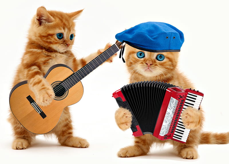 The Kittens, orange, ginger, cat, creative, animal, hat, cute, instrument, fantasy, guitar, funny, kitten, white, couple, pisica, blue, HD wallpaper