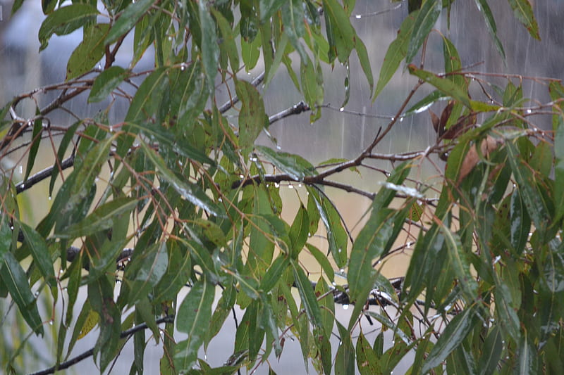 Rainy days in Qld Australia, australia, gum trees, rain, rainy days in qld, HD wallpaper