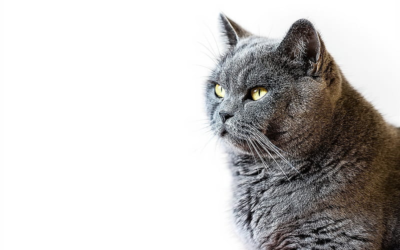 british shorthair cat, pets, portrait, beautiful gray cat, cat breeds, HD wallpaper