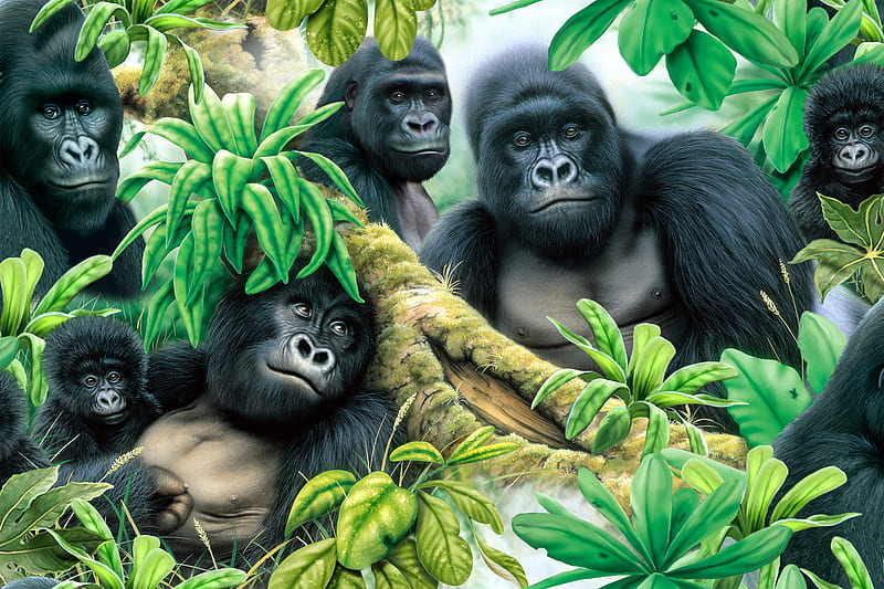 GORILLAS, life, primates, wild, jungle, animals, HD wallpaper
