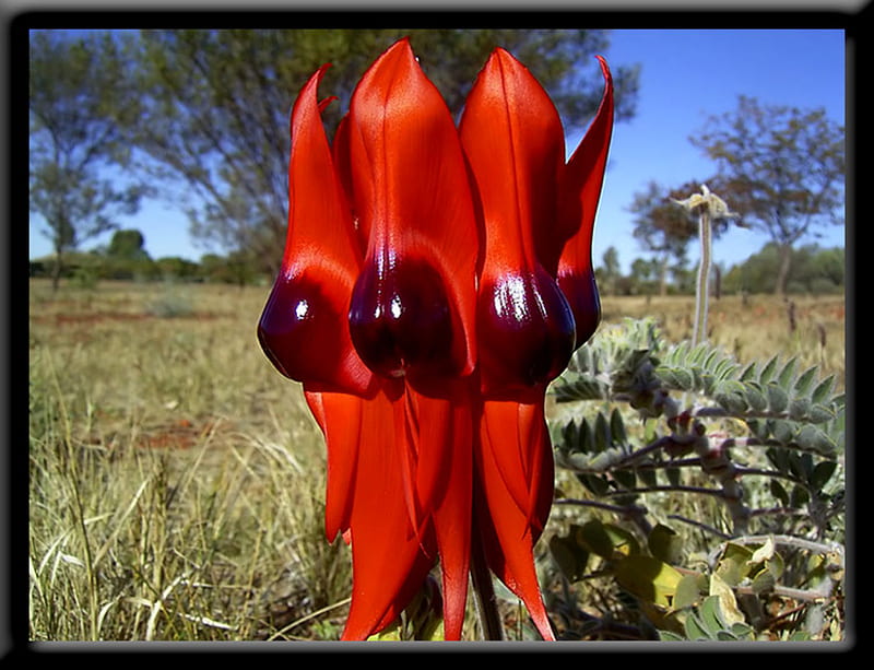 Sturt's Desert Pea, red, flower, emblem, australia, native, unusual, HD wallpaper